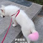 出售狗狗