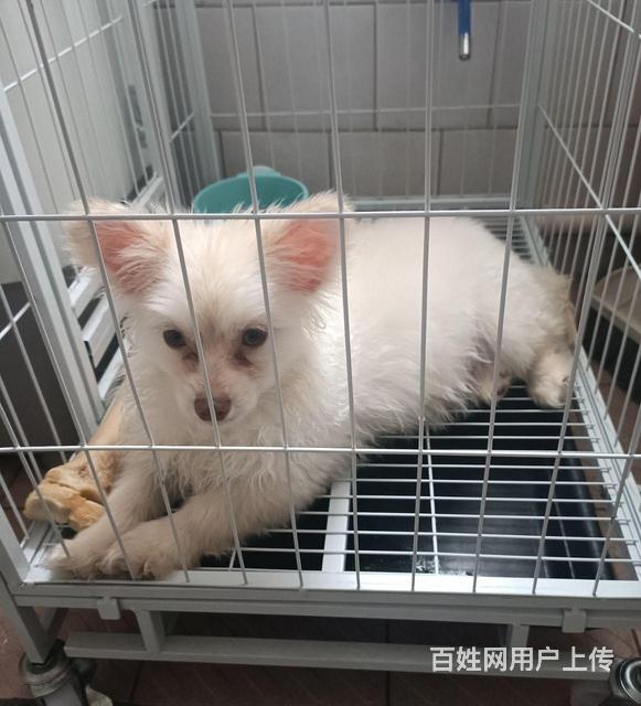 【搞定了！】狗，博美6个月一共100的图片