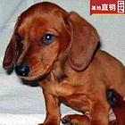 荆州【十年老店】常年繁殖优质血统腊肠犬幼犬