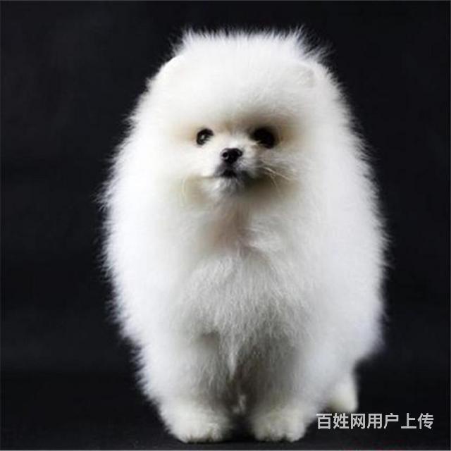 广元血统茶杯犬哪里有卖血统茶杯犬一般多少钱