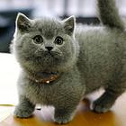 福建漳州纯种拿破仑矮脚猫怎么卖
