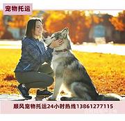 2022南平宠物托运猫狗兔邮寄快递135**7091