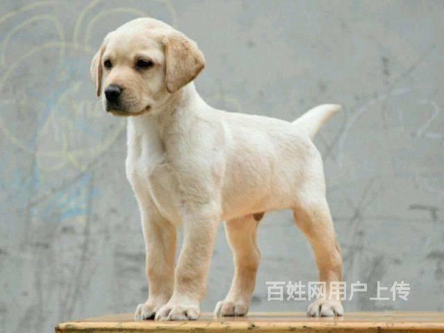 北京纯种拉布拉多犬出售中 可上门选购 签协议