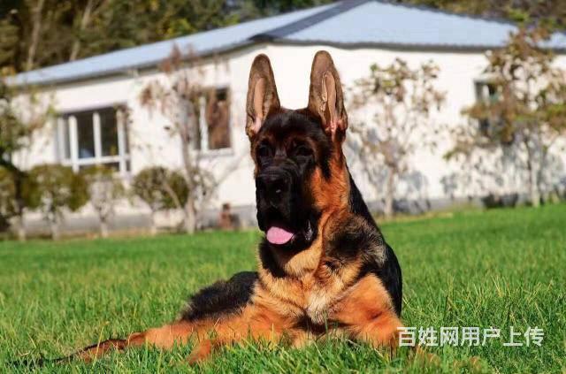 锤系德牧多少钱一只 北京市 大头黑脸的德国牧羊犬