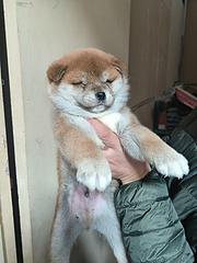 出售自家养的小柴犬