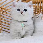 【货到付款猫舍】商丘哪里有渐层  渐层图