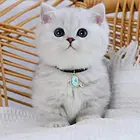 【货到付款猫舍】周口哪里有渐层  渐层图