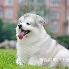 河池如何挑选好看的阿拉斯加阿拉斯加怎么挑选技巧