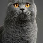 蓝猫
