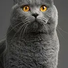 蓝猫