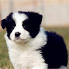 芜湖【*推荐】边牧犬舍‖边牧养殖场