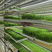集装箱式高产牧草种植设备--金欣农业