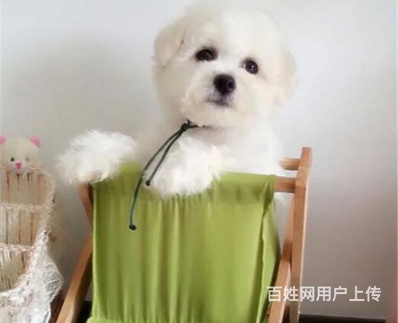 呼伦贝尔买比熊去哪家店靠谱 靠谱比熊卖家的图片