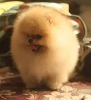 赛级博美幼犬 售哈多利血统博美犬 纯种 可刷卡