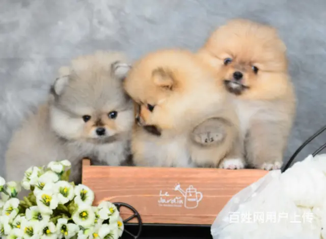 衡阳知名犬舍有博美出售 狗美价廉 包健康的图片