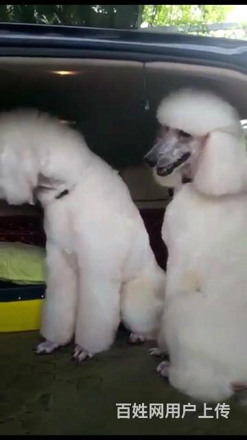 益阳哪里可以买到精品巨贵犬 巨贵连锁店的图片