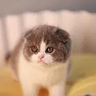 哪里有折耳猫卖的 无病无廯 双血统折耳猫多少钱