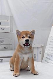 白山本地哪里有柴犬幼犬多少钱一只 品相好可上门挑选
