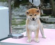 通辽宠物店卖哈士奇的在哪哪里有卖
