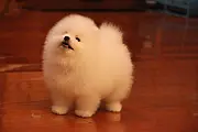 直销哈多利博美犬 信誉第一 诚信为本