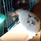 白山哪里有卖纯种布偶猫的猫场基地，本地布偶猫价格