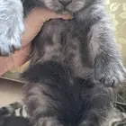 美短虎斑
