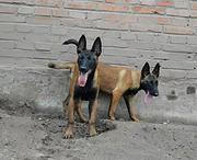 安庆优质马犬如何挑选，优质马犬多少钱一个