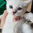 虎斑猫咪出售