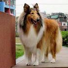 全国送货上门基地直销，纯种苏格兰幼犬包健康包纯种