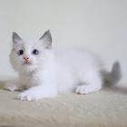 中卫纯种布偶猫猫舍 正规猫舍家庭式繁育
