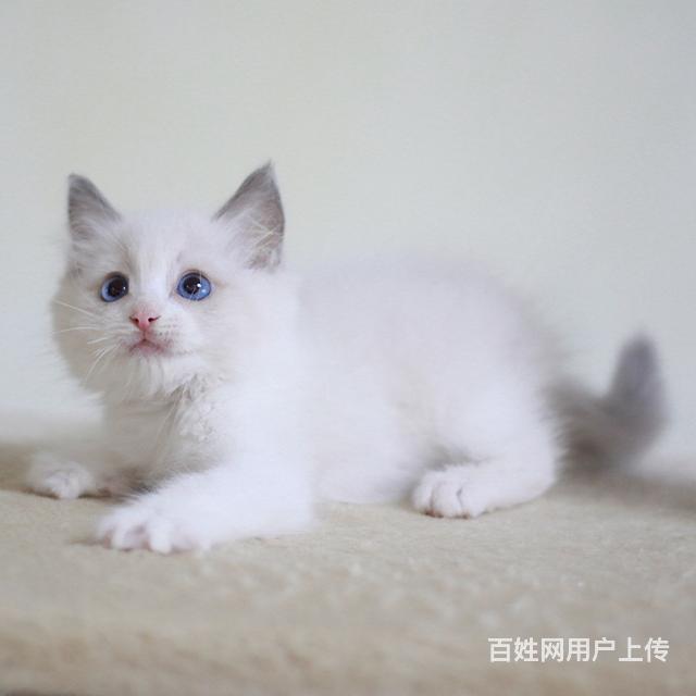 韶关现在卖布偶猫的哪家靠谱些，靠谱的卖布偶猫商户的图片
