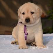 昆明买一只拉布拉多需要多少钱，拉布拉多犬舍地址