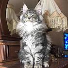 缅因猫多少钱一只  缅因猫好养吗 缅因猫成年多大
