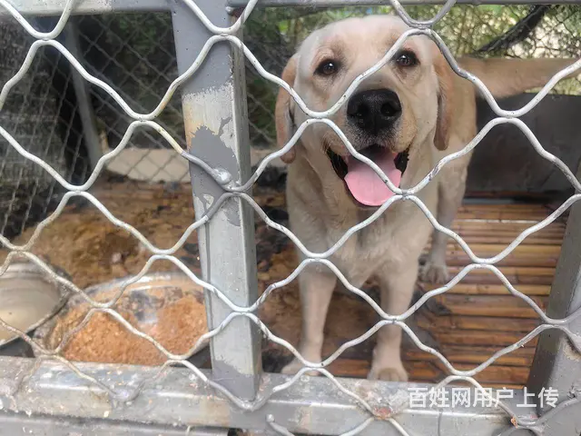 拉布拉多的图片
