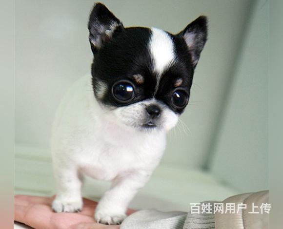 丽水上哪里买吉娃娃比较好，上哪里可以买到吉娃娃的图片