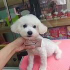 比熊犬
