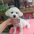 比熊犬