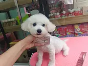 比熊犬