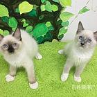 大庆猫舍直销暹罗猫价格