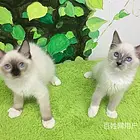 驻马店纯血双血统暹罗猫多少钱一只