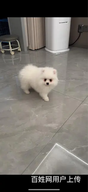 自家养小体博美的图片