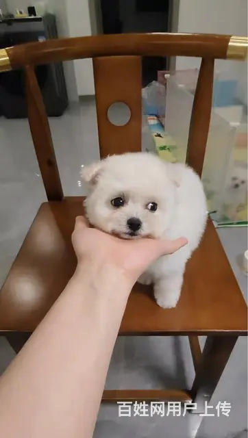 三个月小体比熊妹妹两针疫苗的图片