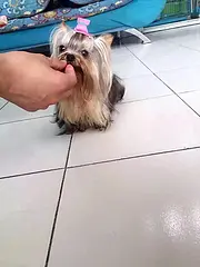 周口卖约克夏的犬舍，犬舍约克夏一般价位