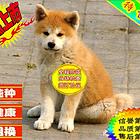 纯种日系秋田犬 疫苗齐全 包纯种健康 可送货