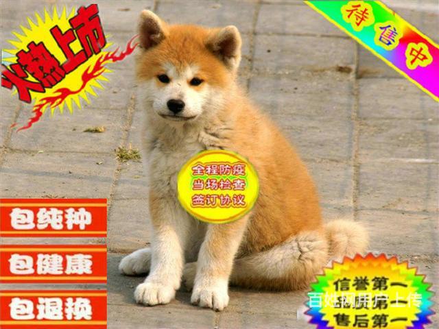 纯种日系秋田犬 疫苗齐全 包纯种健康 可送货的图片