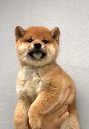 通辽柴犬出售，活泼聪明健康《优莱柴犬犬舍》