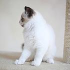 玉溪纯种布偶猫猫舍 正规猫舍家庭式繁育