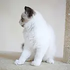 玉溪纯种布偶猫猫舍 正规猫舍家庭式繁育