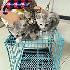 自家猫生的小猫健康