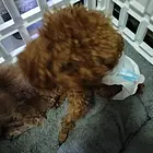 给泰迪找个老公